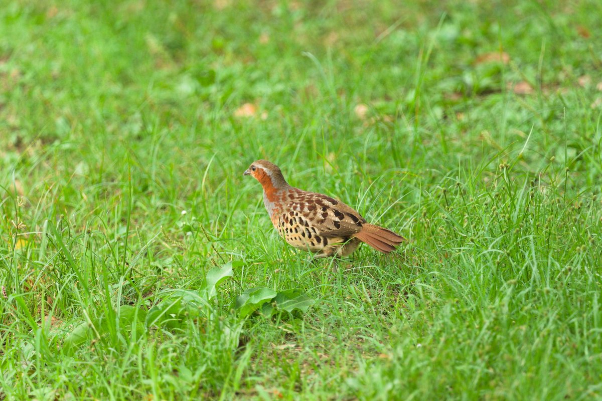 Chinese Bamboo Partridge (Bambusicola thoracicus)