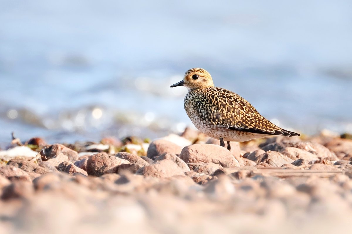 European Golden Plover (Pluvialis apricaria)