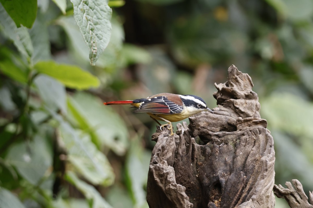Red-tailed Minla (Minla ignotincta)