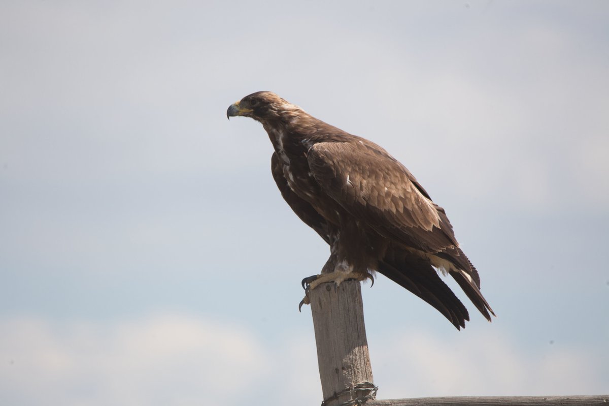 金雕 (Aquila chrysaetos)
