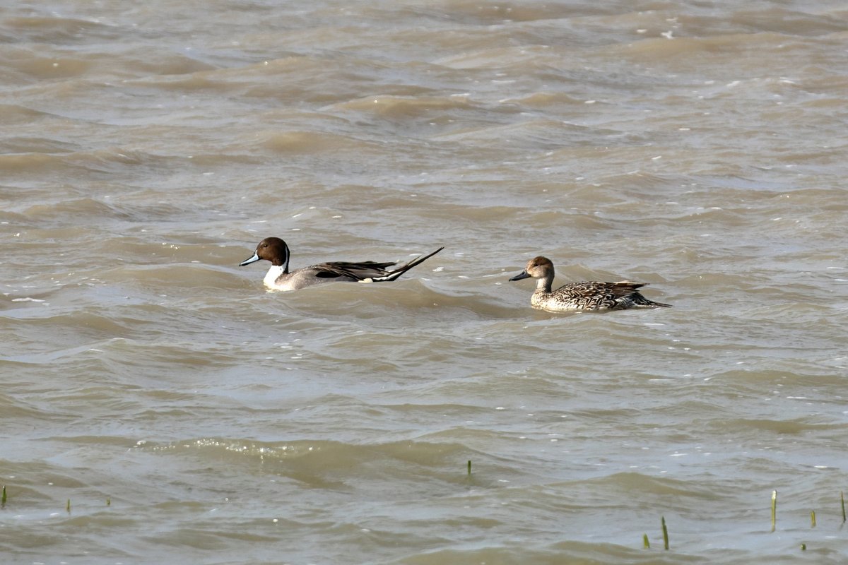 Northern Pintail (Anas acuta)