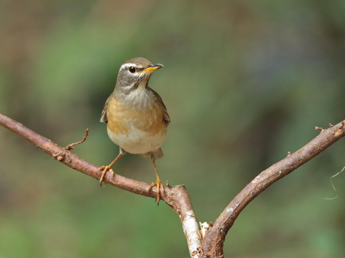 Eyebrowed Thrush (Turdus obscurus)