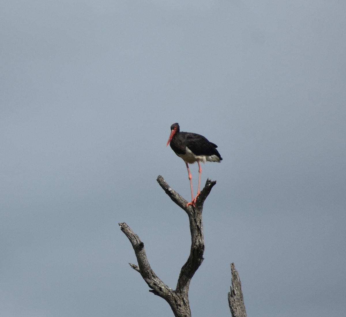 Black Stork (Ciconia nigra)
