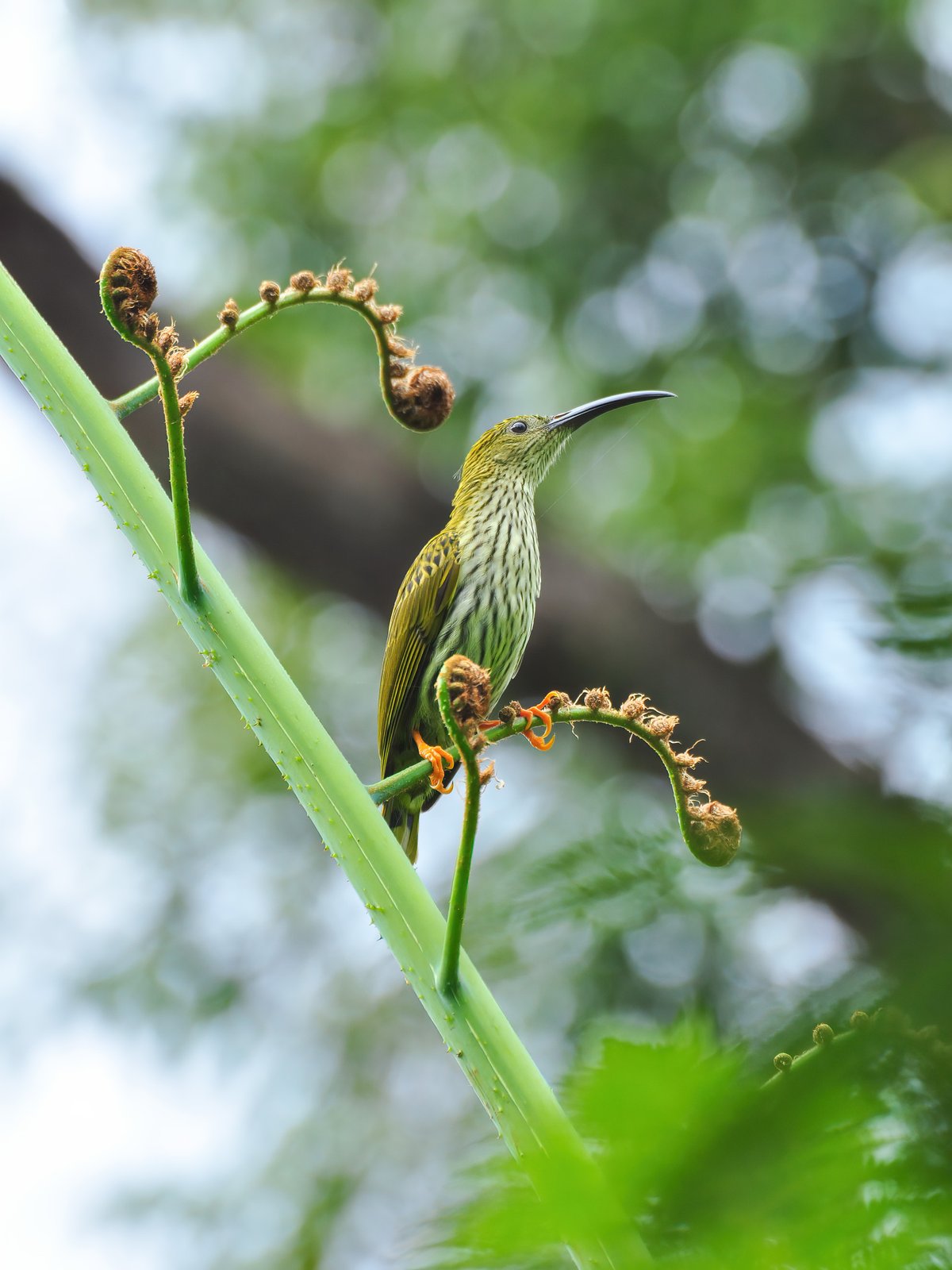 Streaked Spiderhunter (Arachnothera magna)