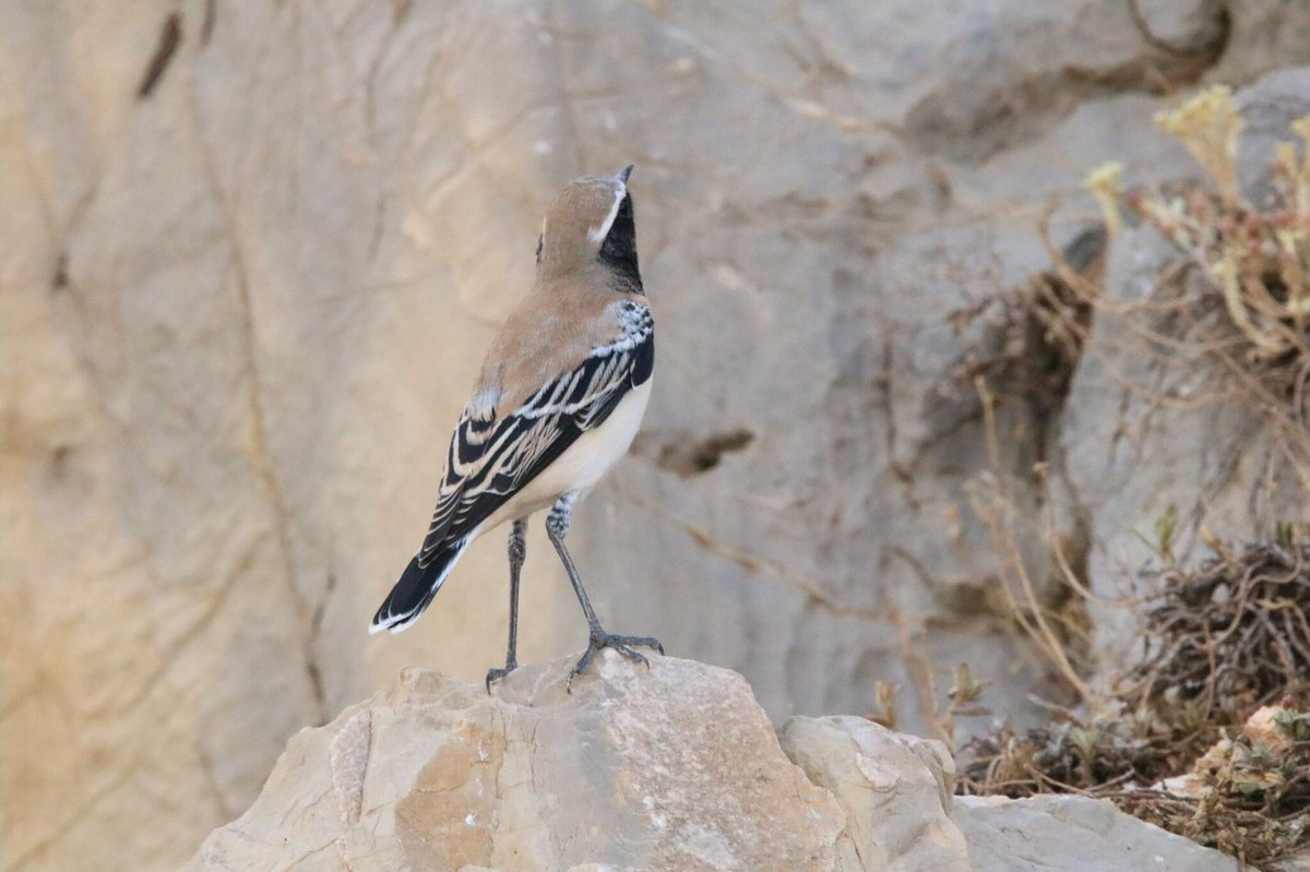 Desert Wheatear (Oenanthe deserti)