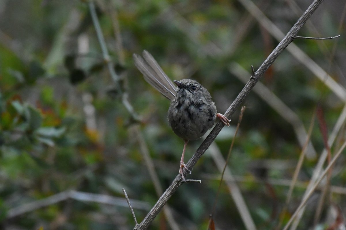黑喉山鹪莺 (Prinia atrogularis)
