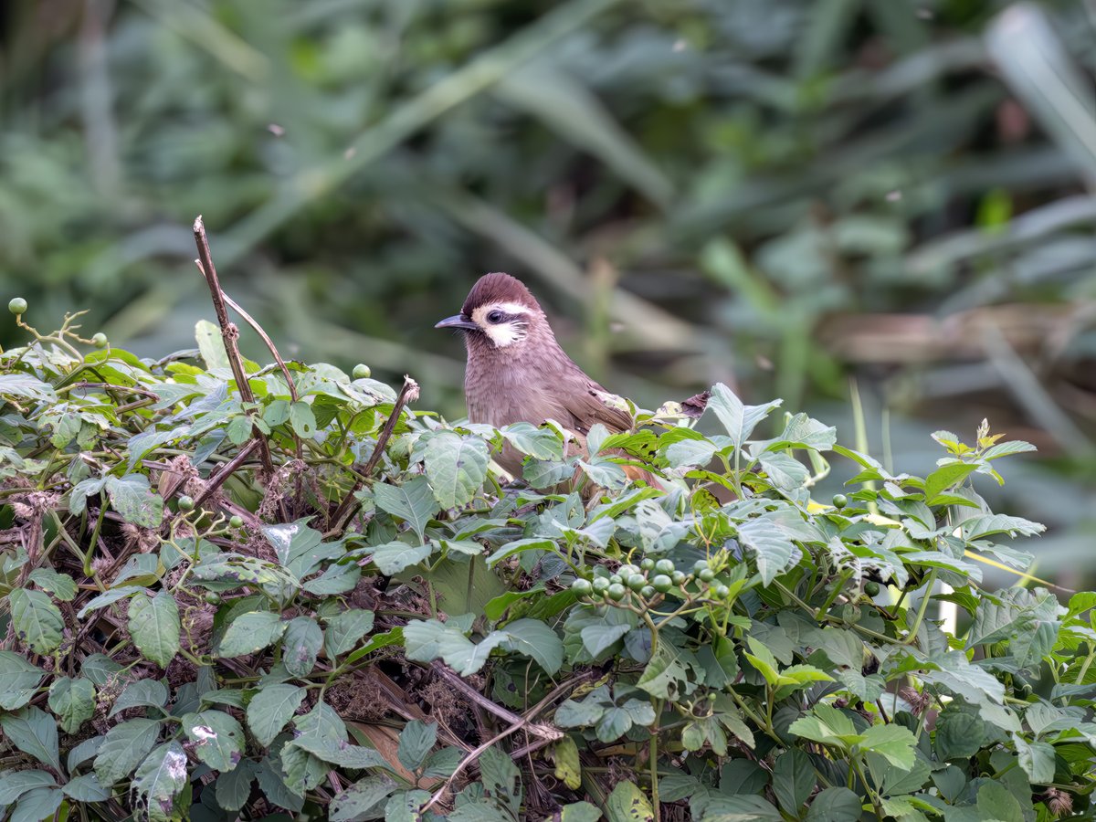 White-browed Laughingthrush (Pterorhinus sannio)