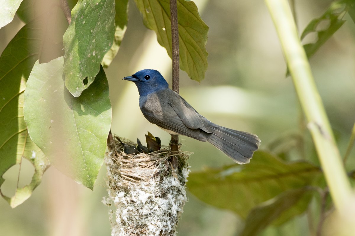 黑枕王鹟 (Hypothymis azurea)