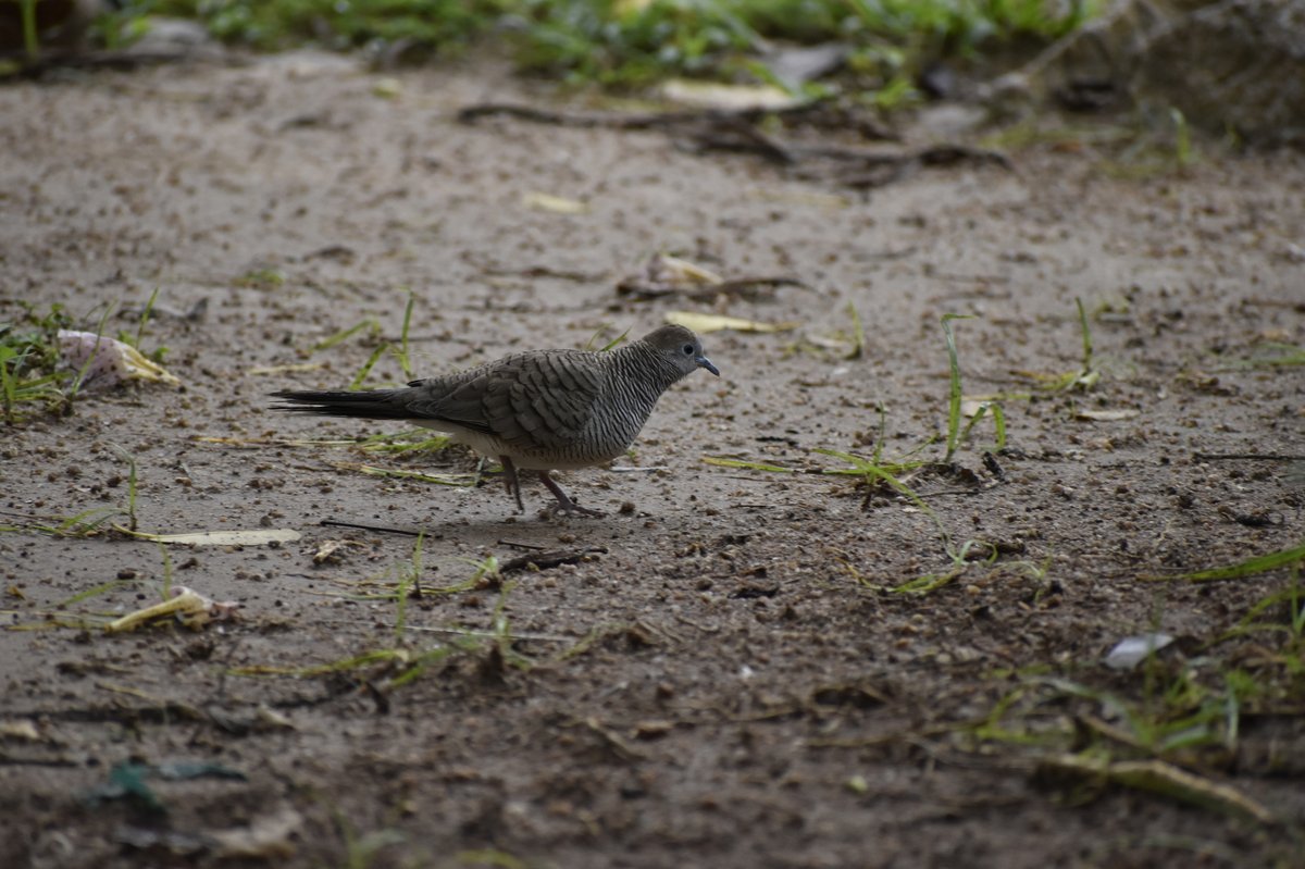 Zebra Dove (Geopelia striata)