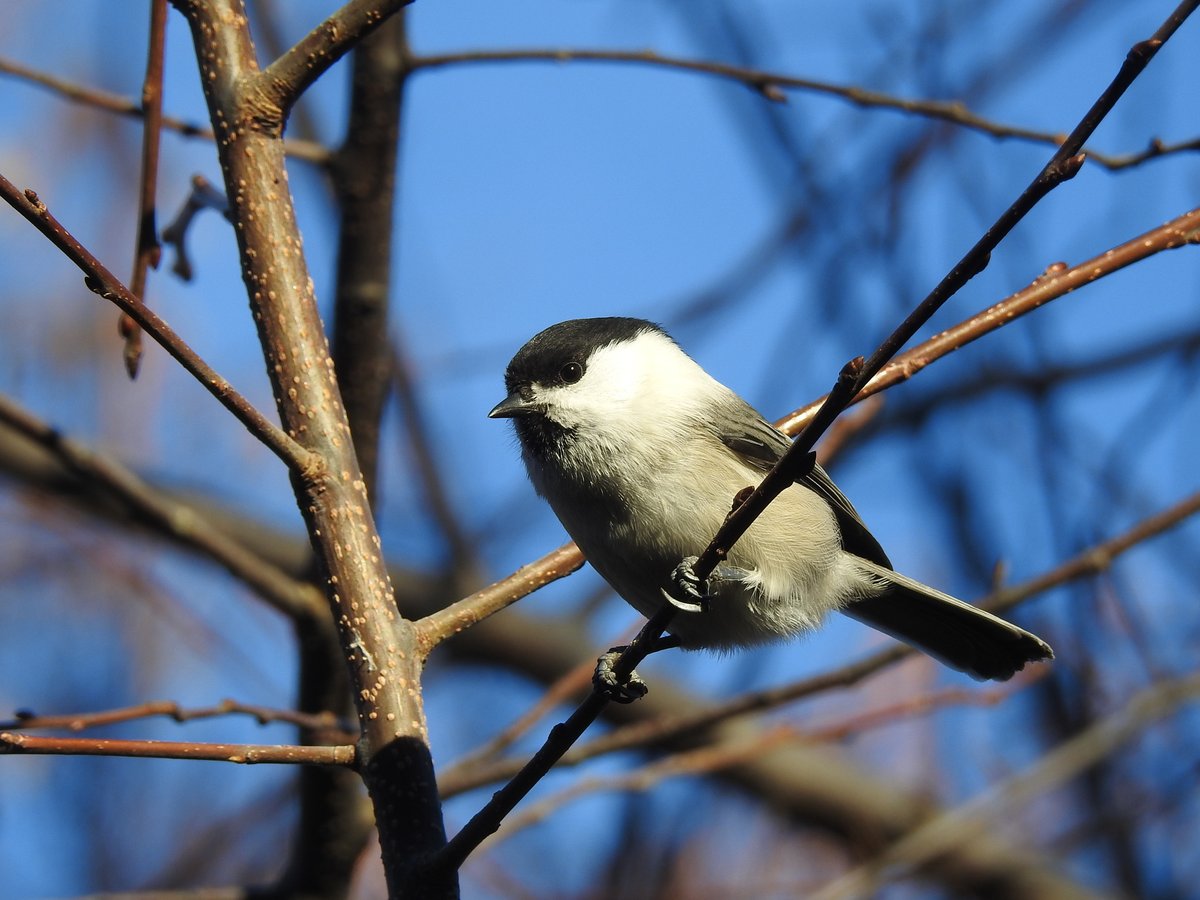 褐头山雀 (Poecile montanus)