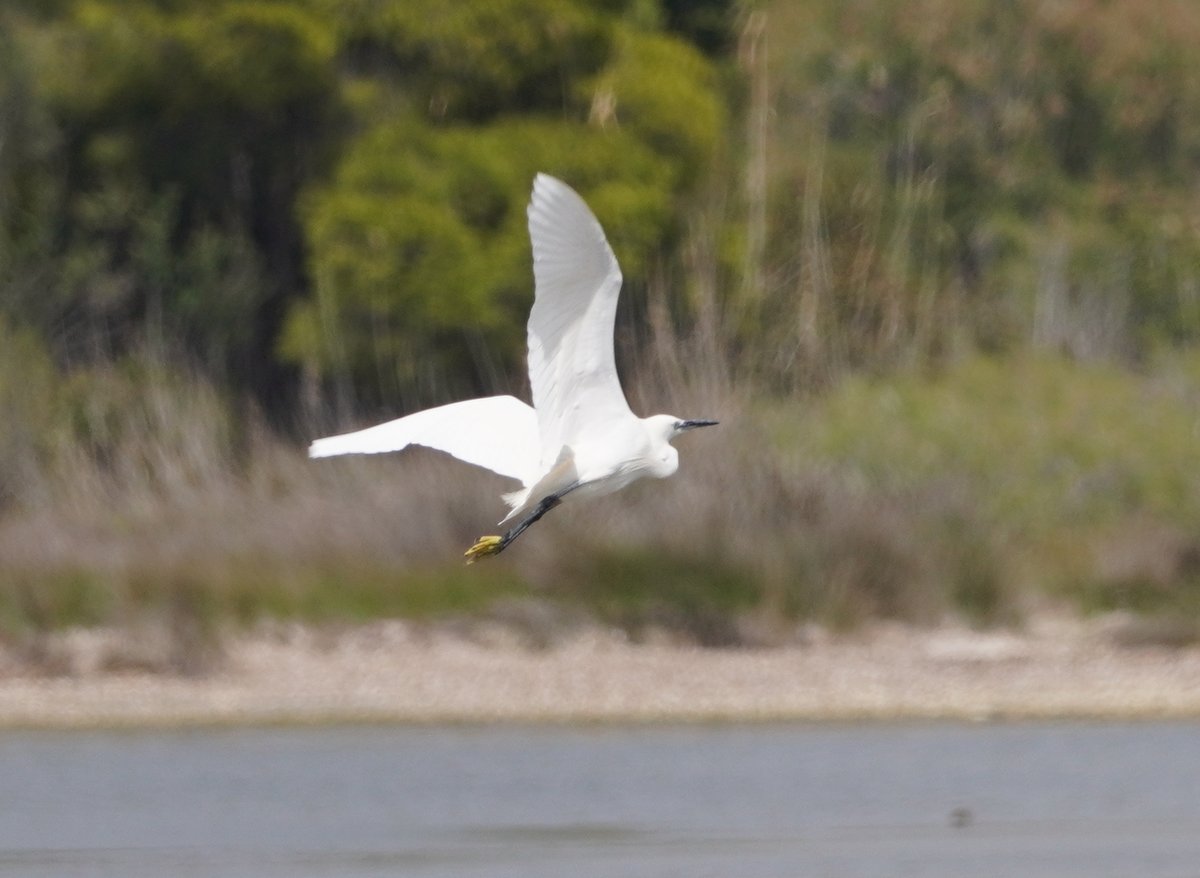 白鹭 (Egretta garzetta)