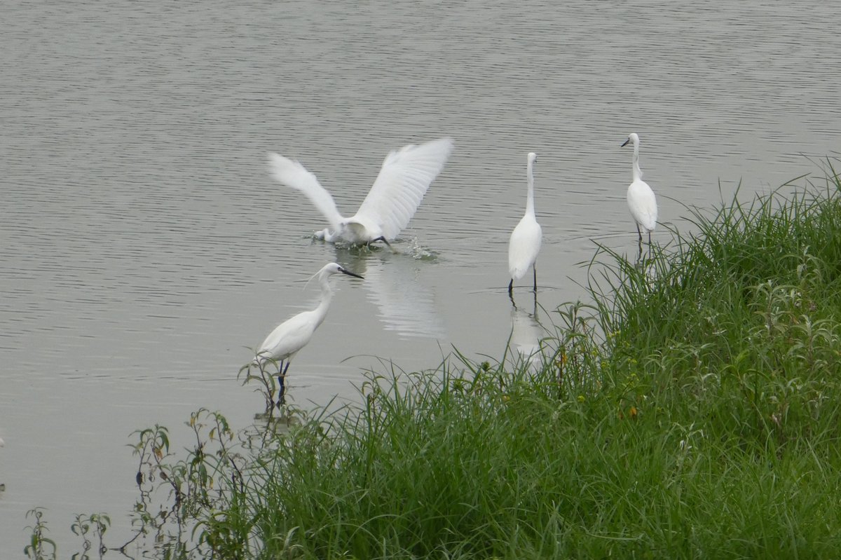 白鹭 (Egretta garzetta)