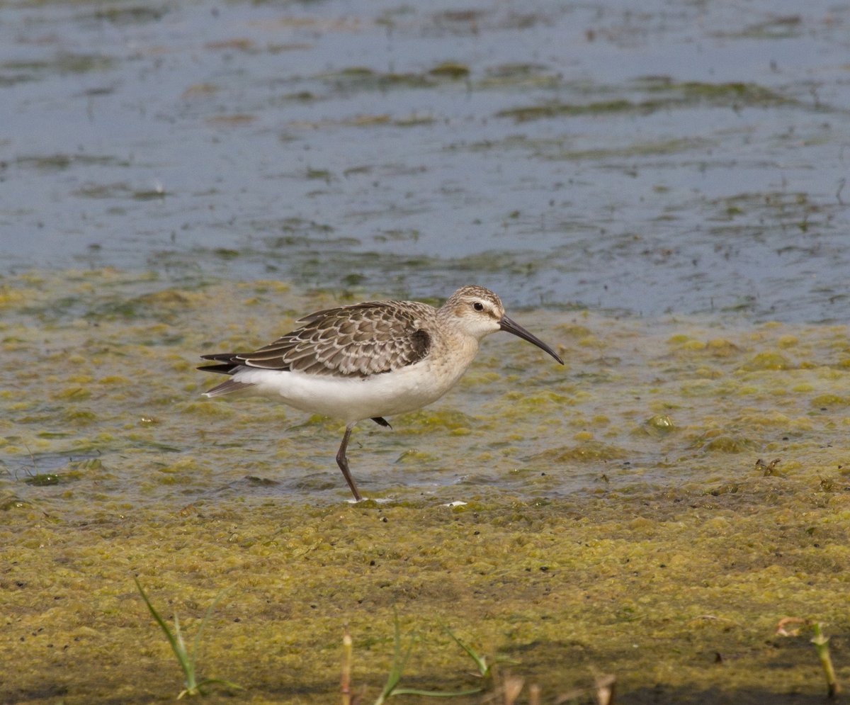 Curlew Sandpiper (Calidris ferruginea)