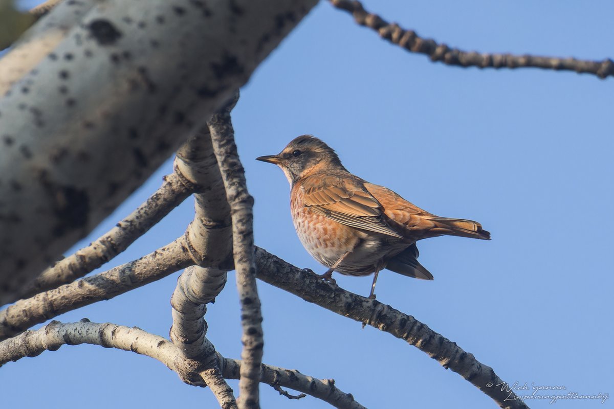 Naumann's Thrush (Turdus naumanni)