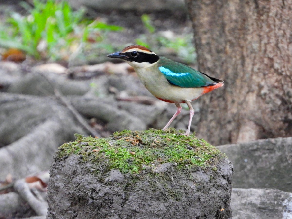 Fairy Pitta (Pitta nympha)