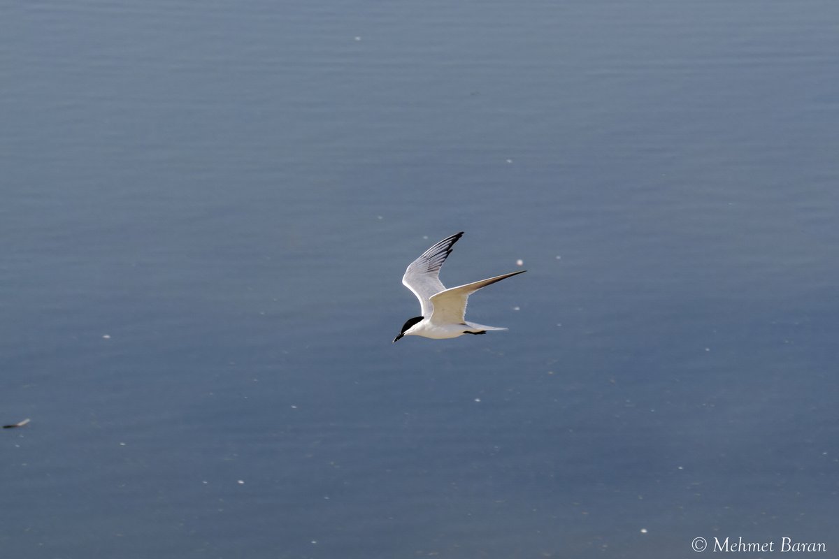 Gull-billed Tern (Gelochelidon nilotica)