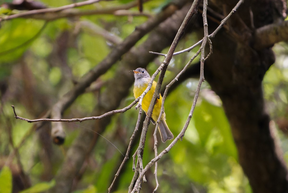 方尾鹟 (Culicicapa ceylonensis)