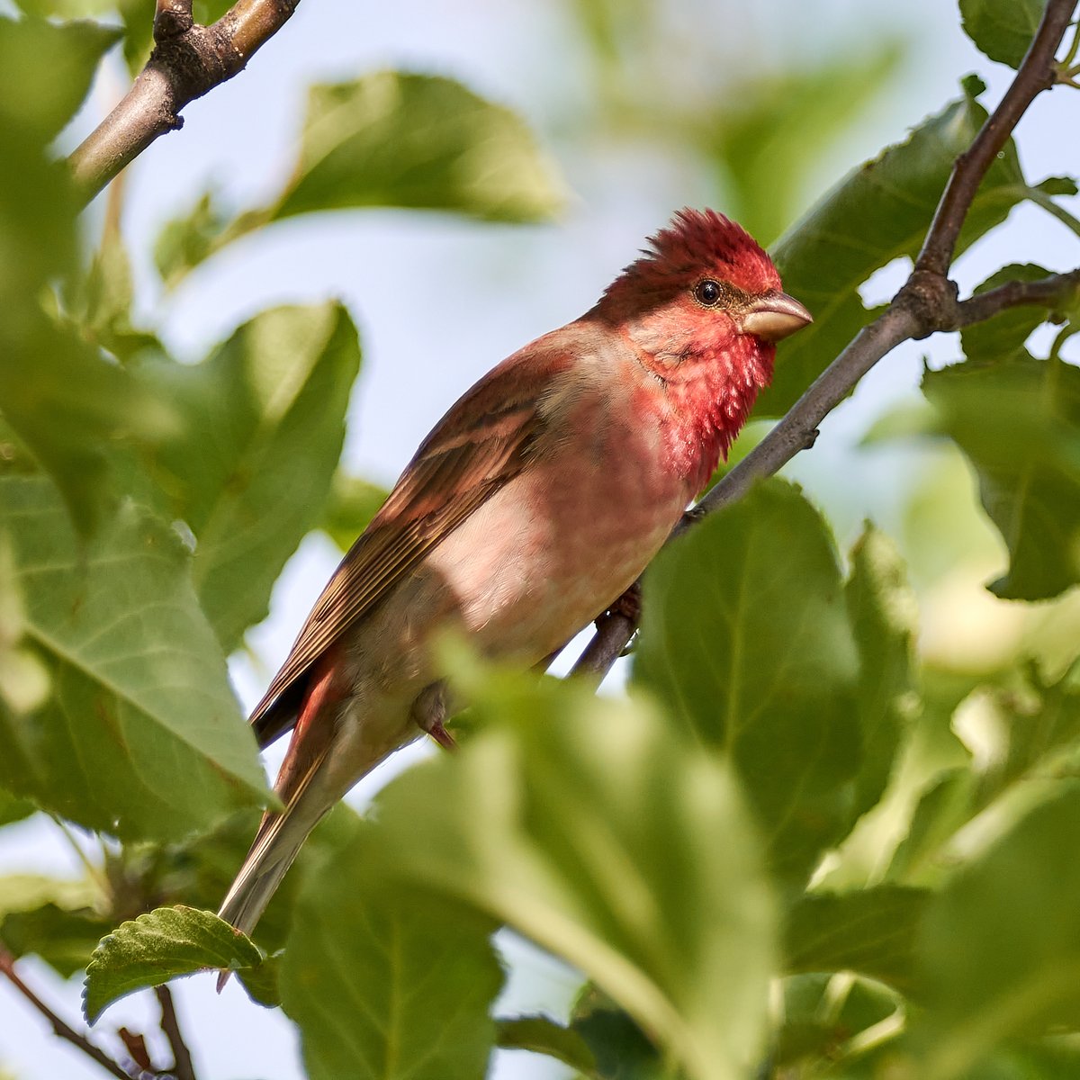 Common Rosefinch (Carpodacus erythrinus)