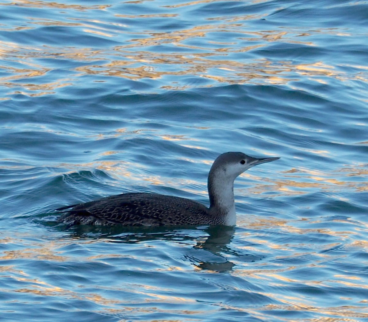 Red-throated Loon (Gavia stellata)