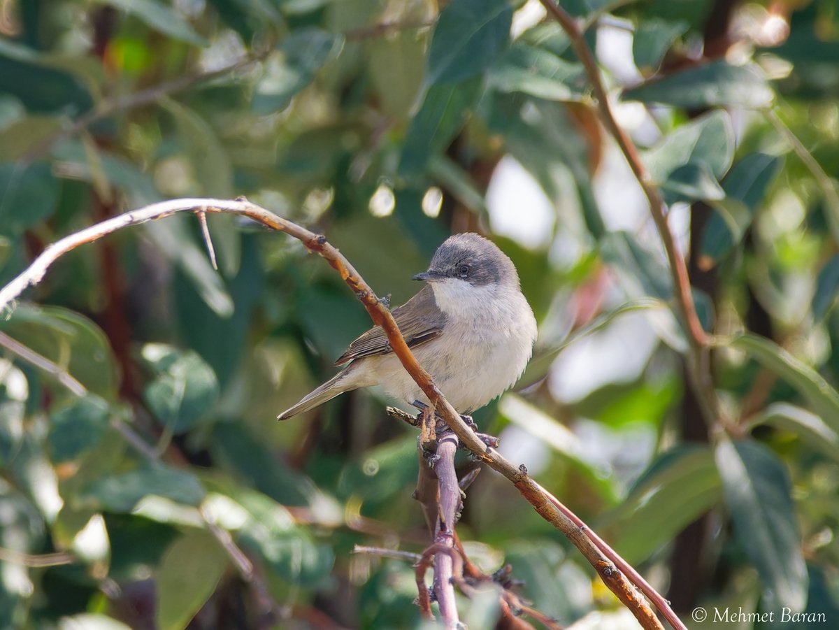 白喉林莺 (Curruca curruca)