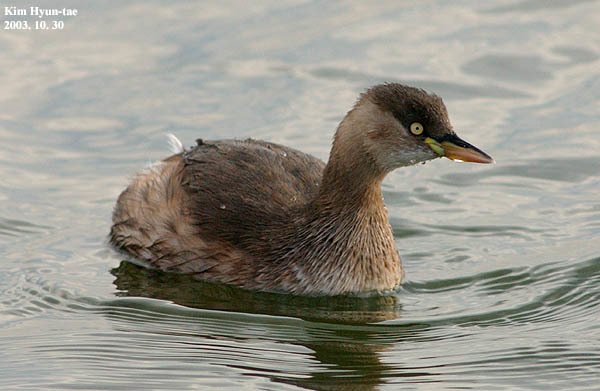 Little Grebe (Tachybaptus ruficollis)