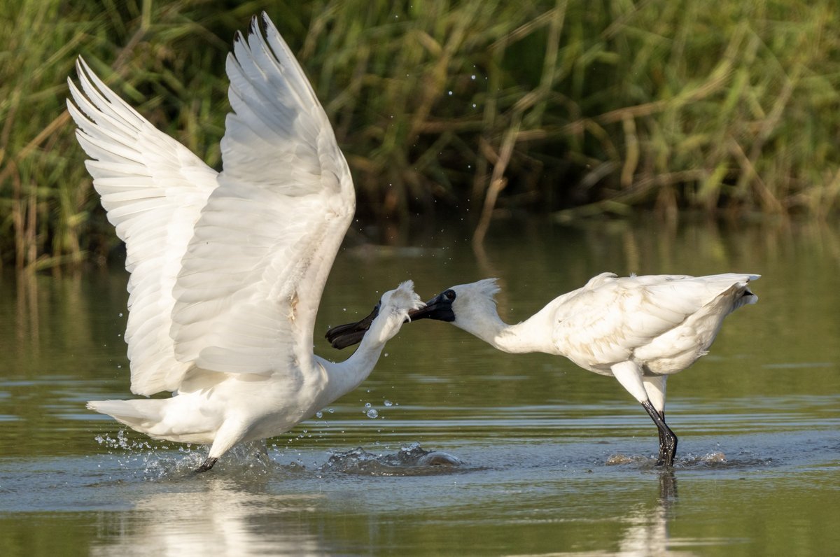 Black-faced Spoonbill (Platalea minor)