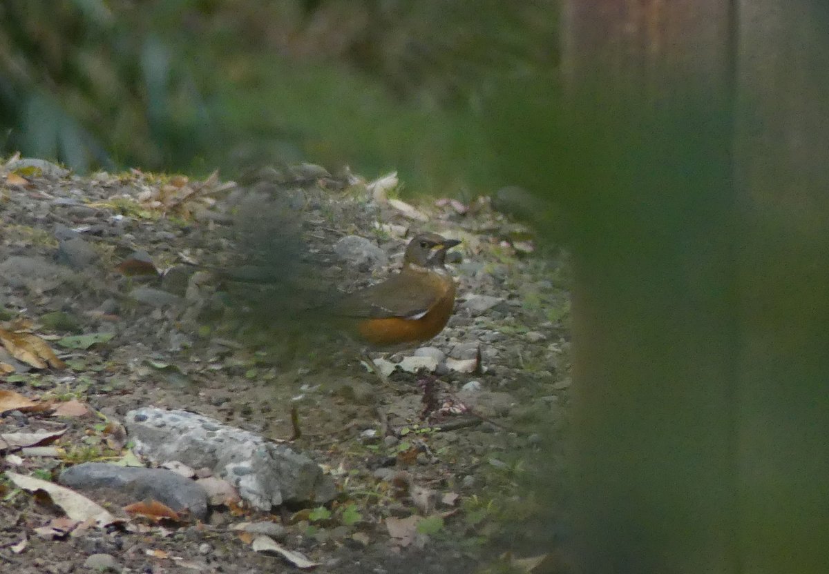 赤胸鸫 (Turdus chrysolaus)
