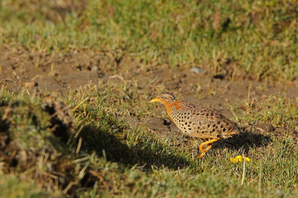 Yellow-legged Buttonquail (Turnix tanki)