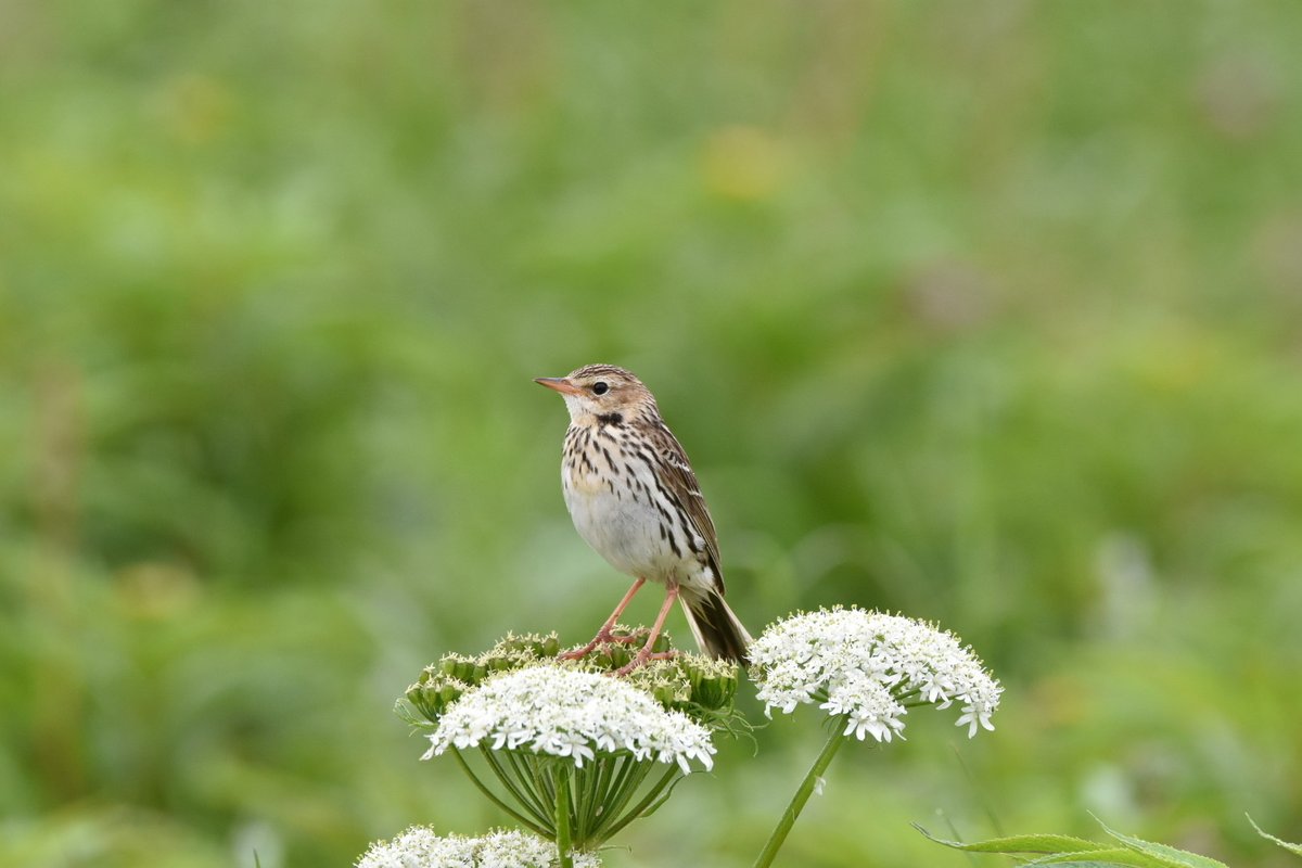 Pechora Pipit (Anthus gustavi)