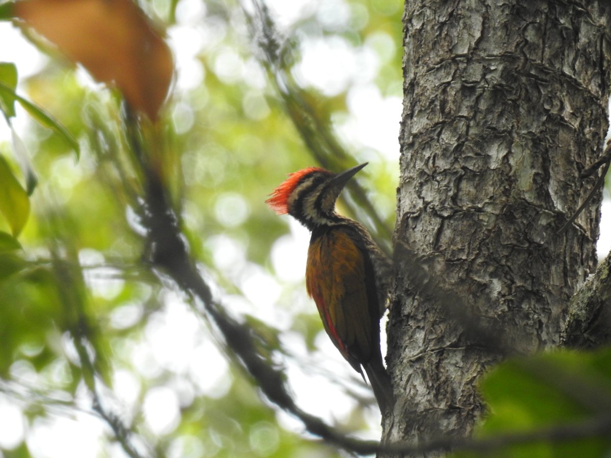 Common Flameback (Dinopium javanense)