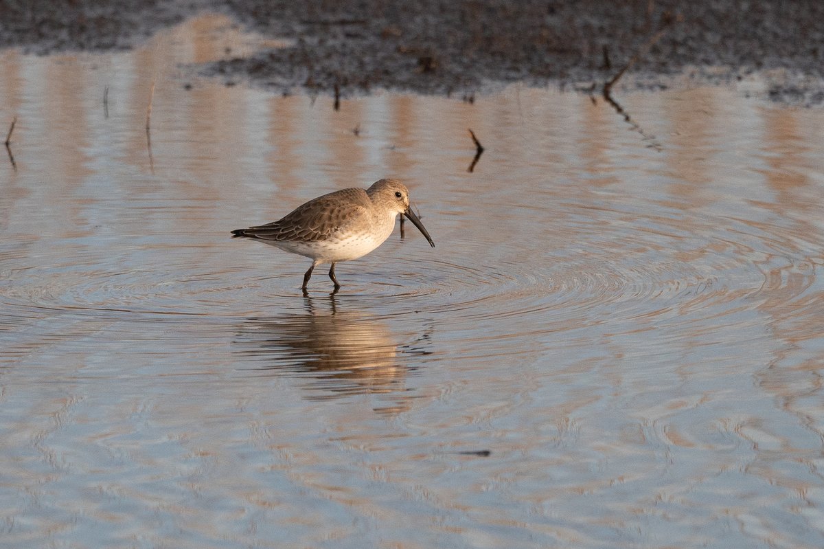 黑腹滨鹬 (Calidris alpina)
