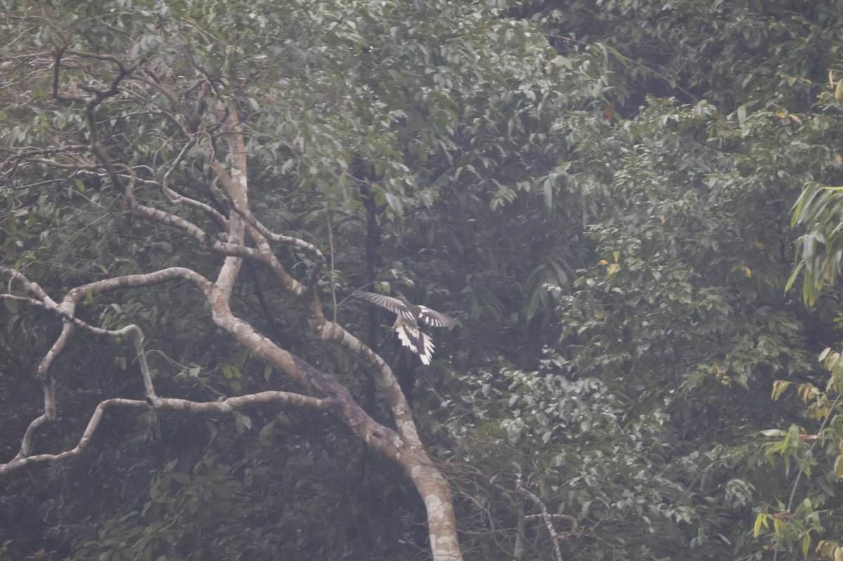白翅蓝鹊 (Urocissa whiteheadi)