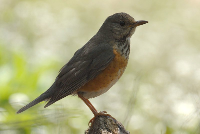 灰背鸫 (Turdus hortulorum)