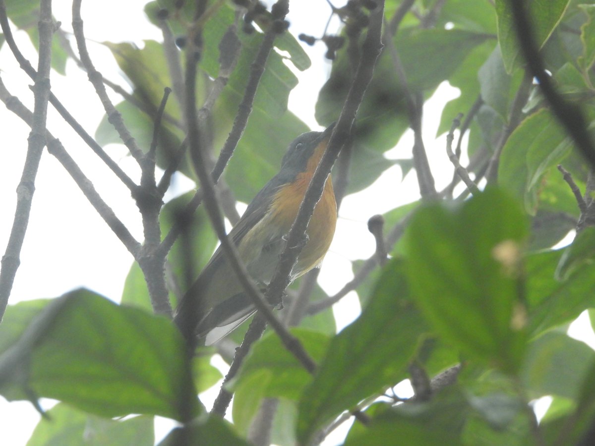锈胸蓝姬鹟 (Ficedula erithacus)