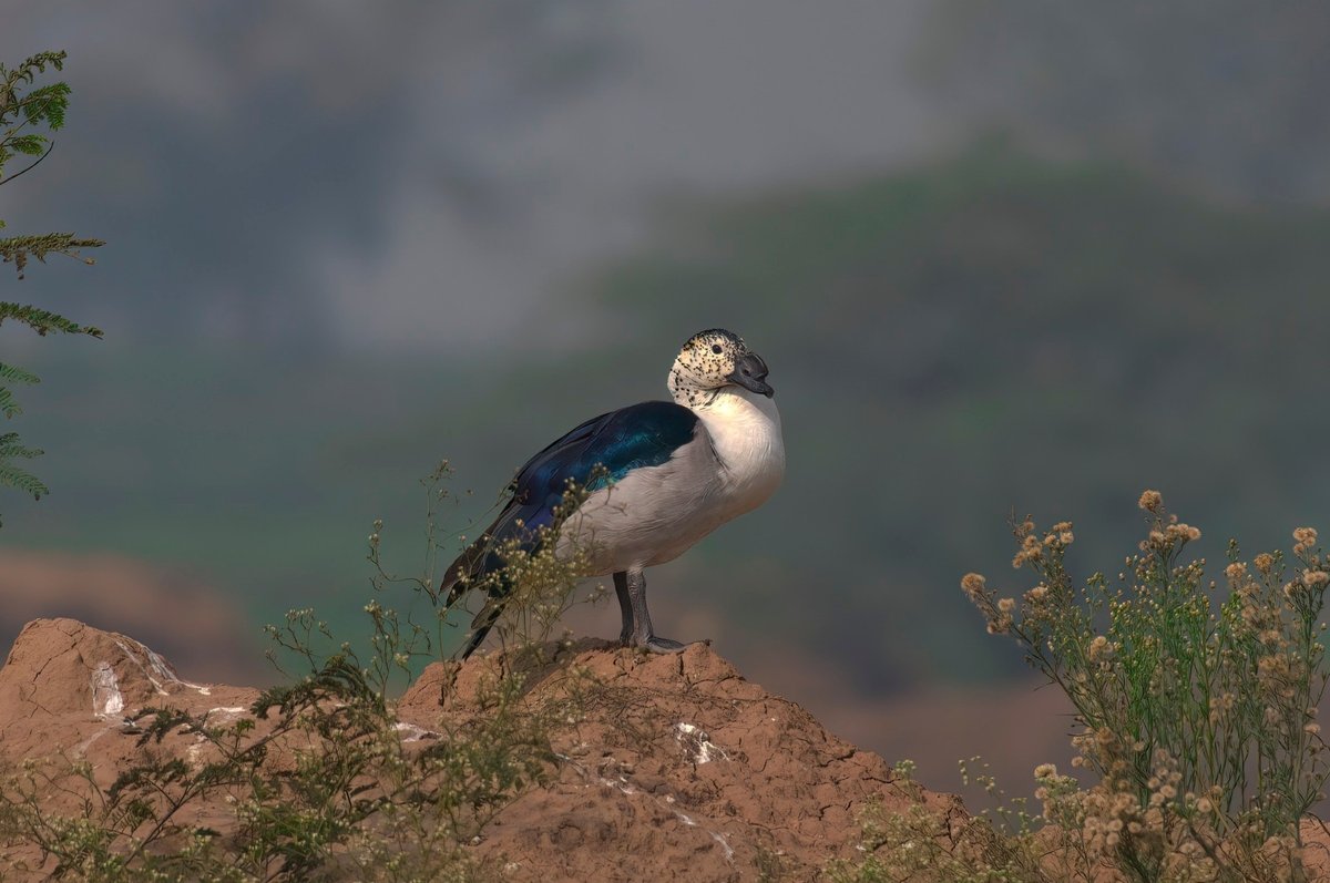 瘤鸭 (Sarkidiornis melanotos)