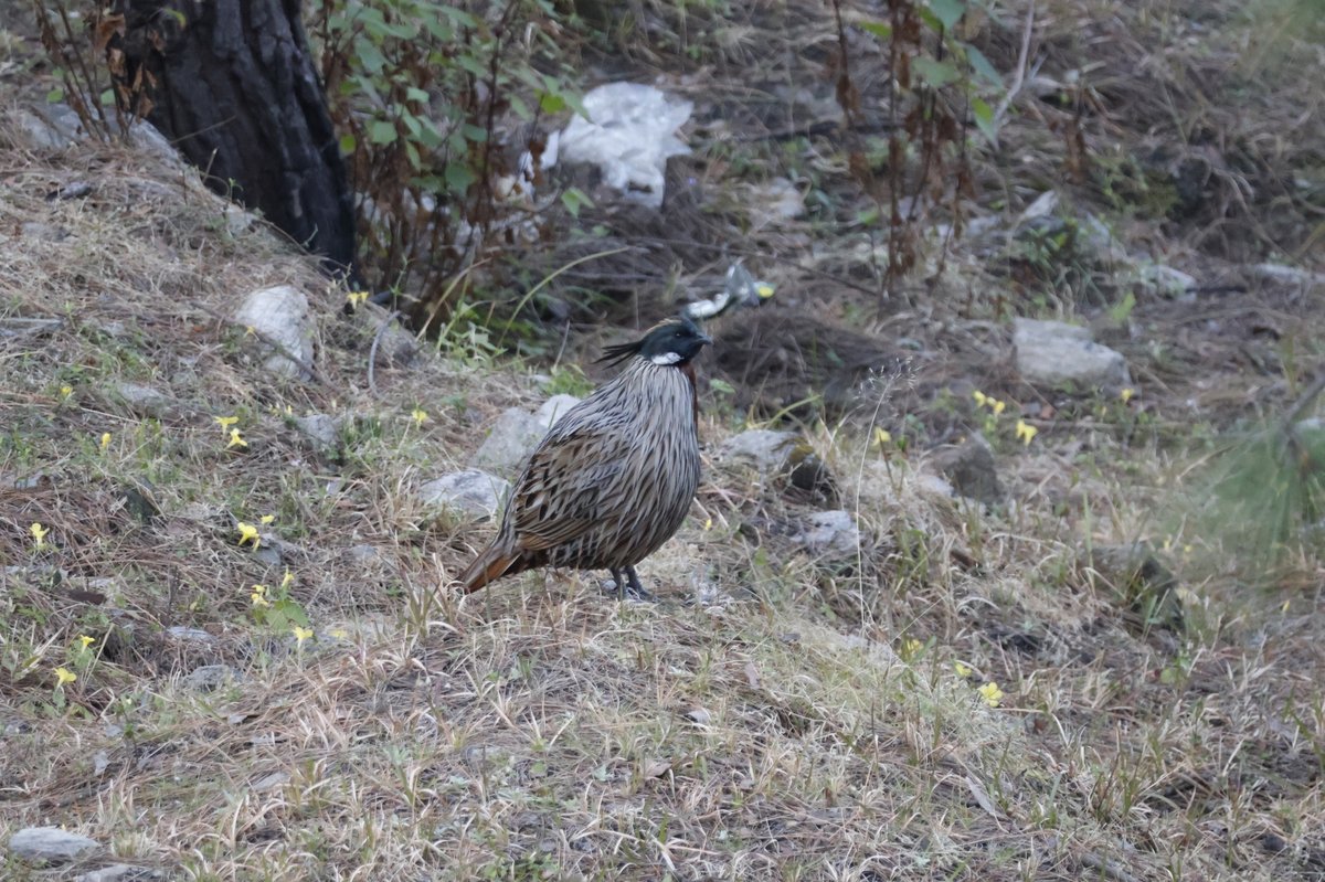勺鸡 (Pucrasia macrolopha)