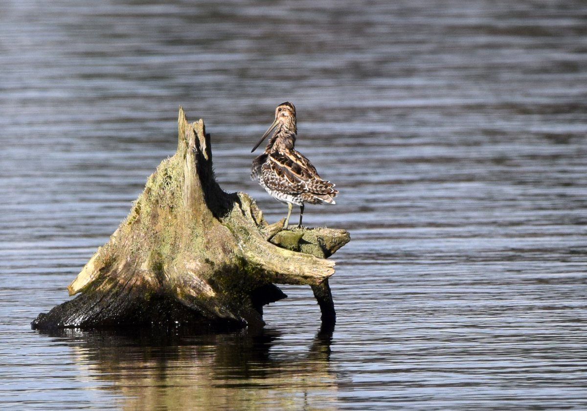 Common Snipe (Gallinago gallinago)
