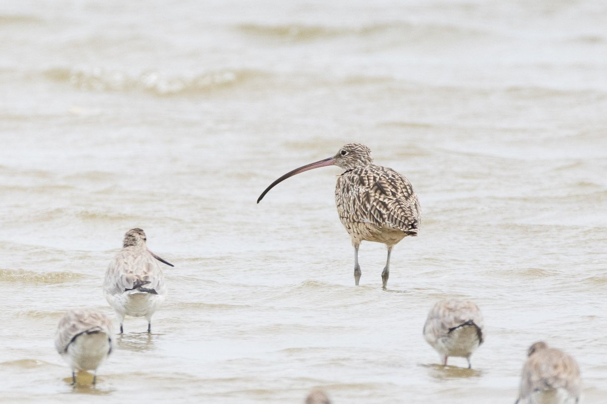 Far Eastern Curlew (Numenius madagascariensis)