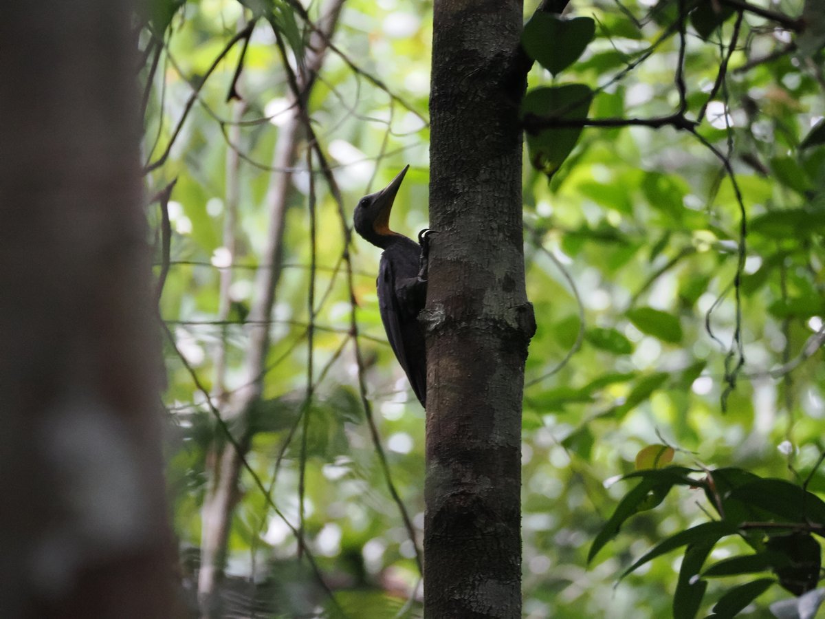 Great Slaty Woodpecker (Mulleripicus pulverulentus)