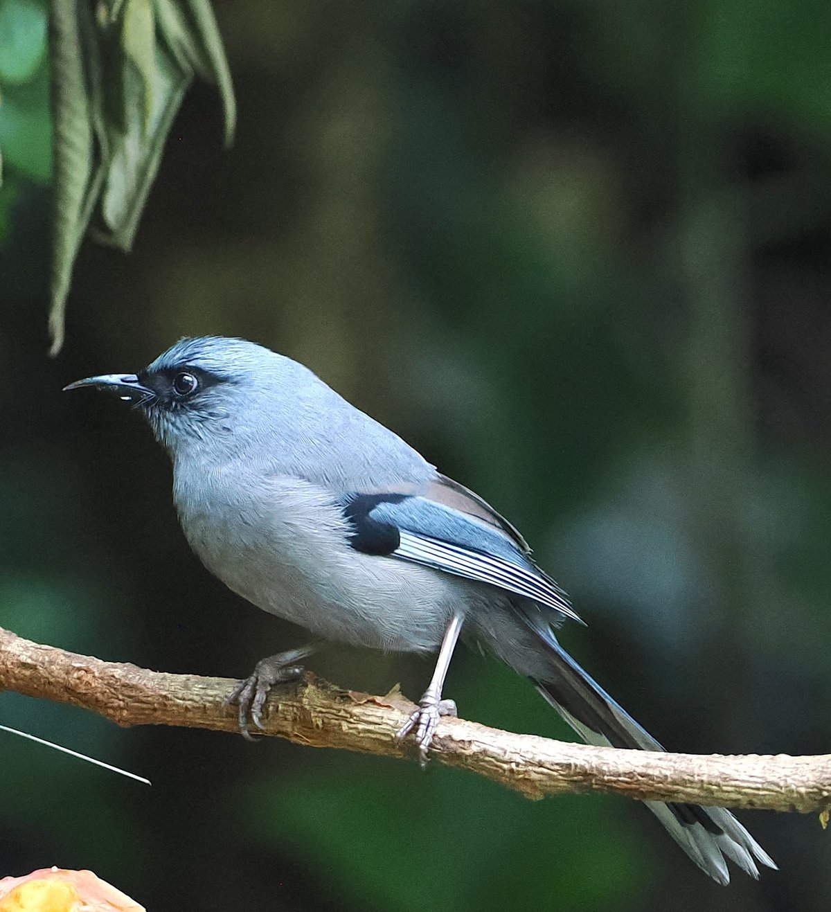 丽色奇鹛 (Heterophasia pulchella)