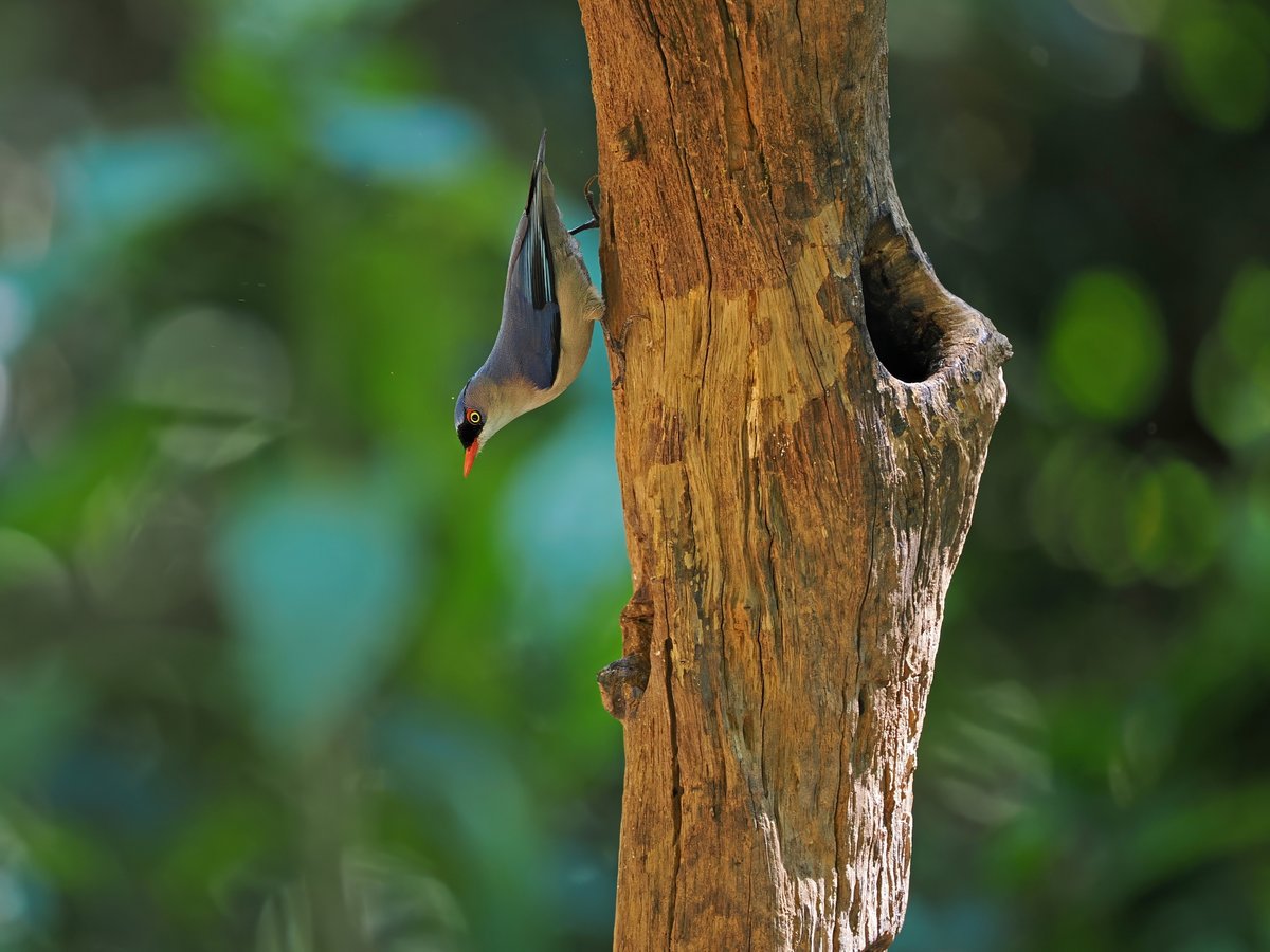 绒额䴓 (Sitta frontalis)