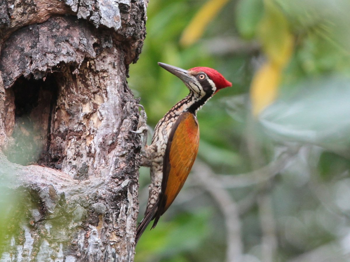 大金背啄木鸟 (Chrysocolaptes guttacristatus)