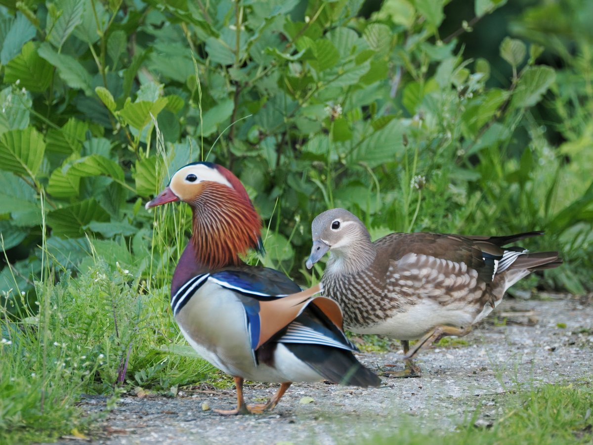 Mandarin Duck (Aix galericulata)