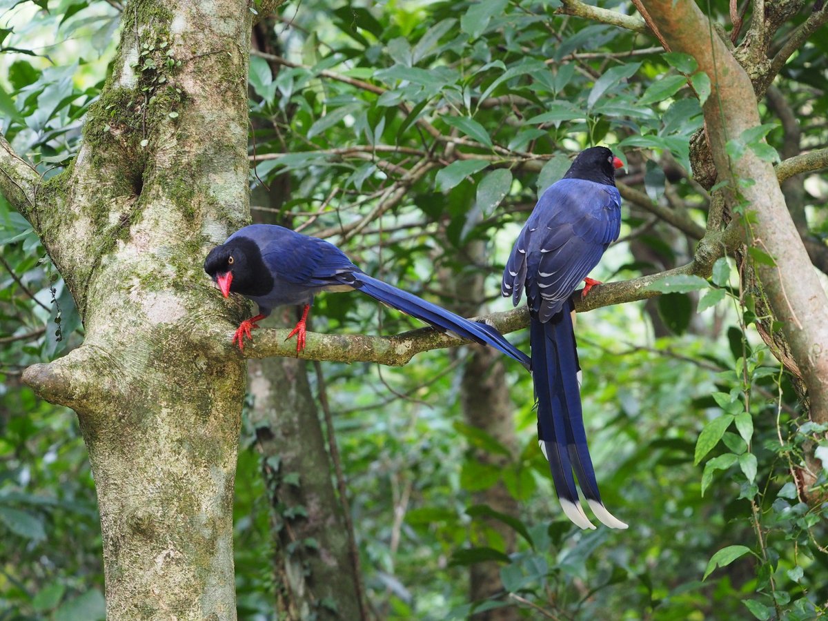 Taiwan Blue Magpie (Urocissa caerulea)