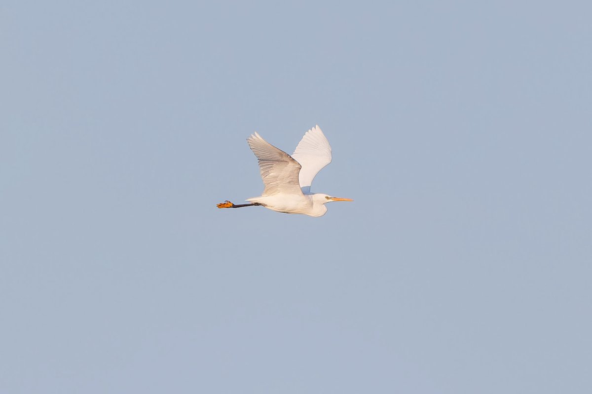 黄嘴白鹭 (Egretta eulophotes)