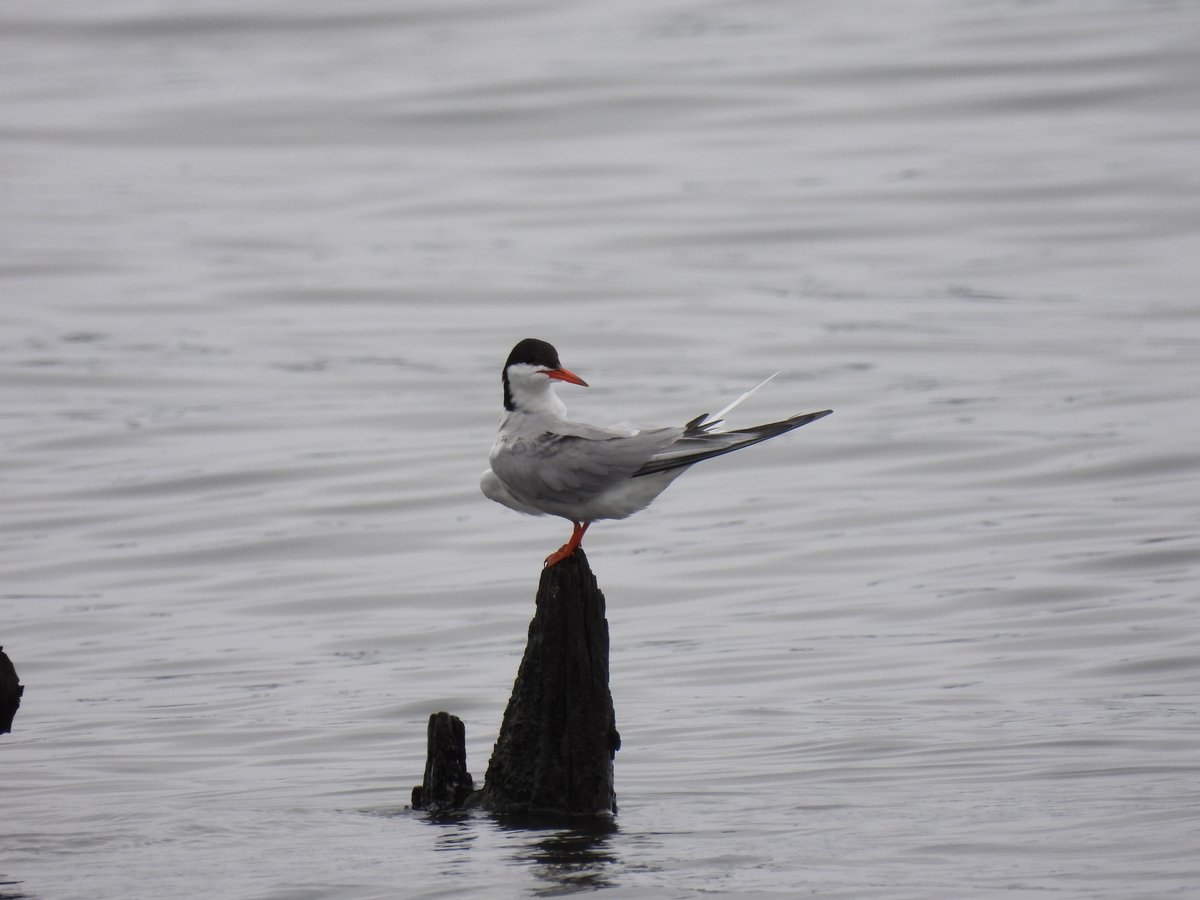 普通燕鸥 (Sterna hirundo)