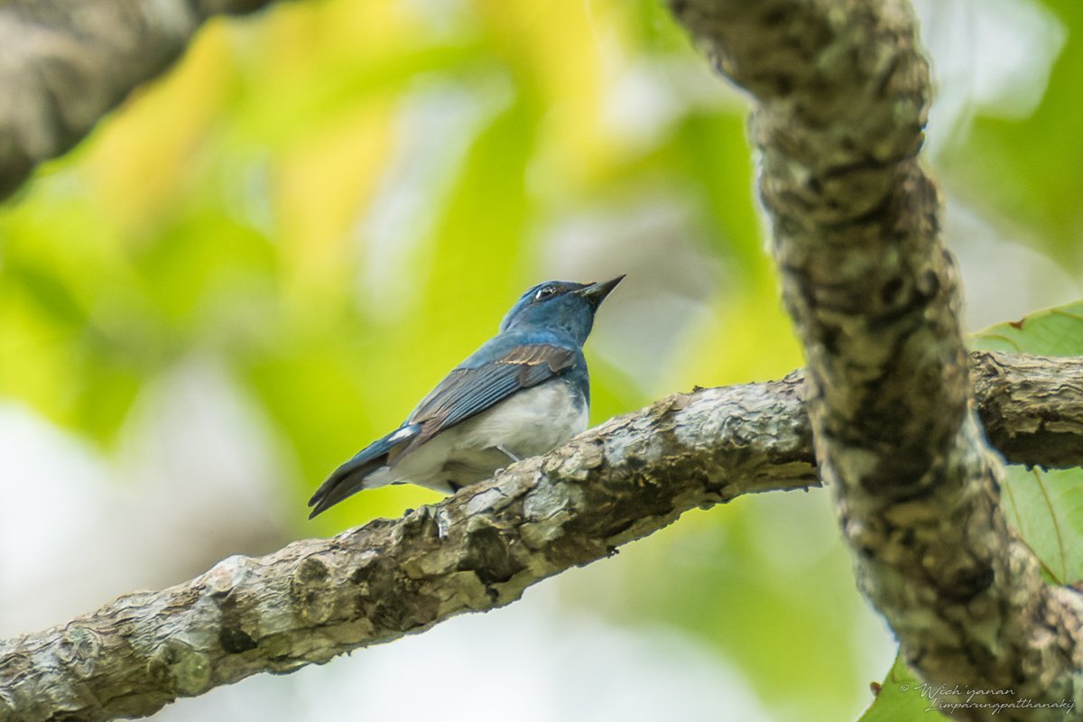 白腹暗蓝鹟 (Cyanoptila cumatilis)