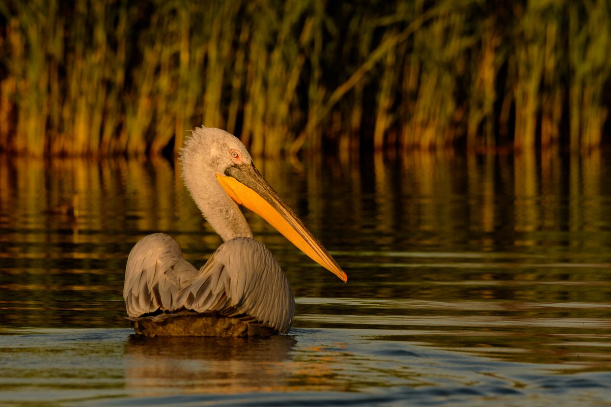 Dalmatian Pelican (Pelecanus crispus)