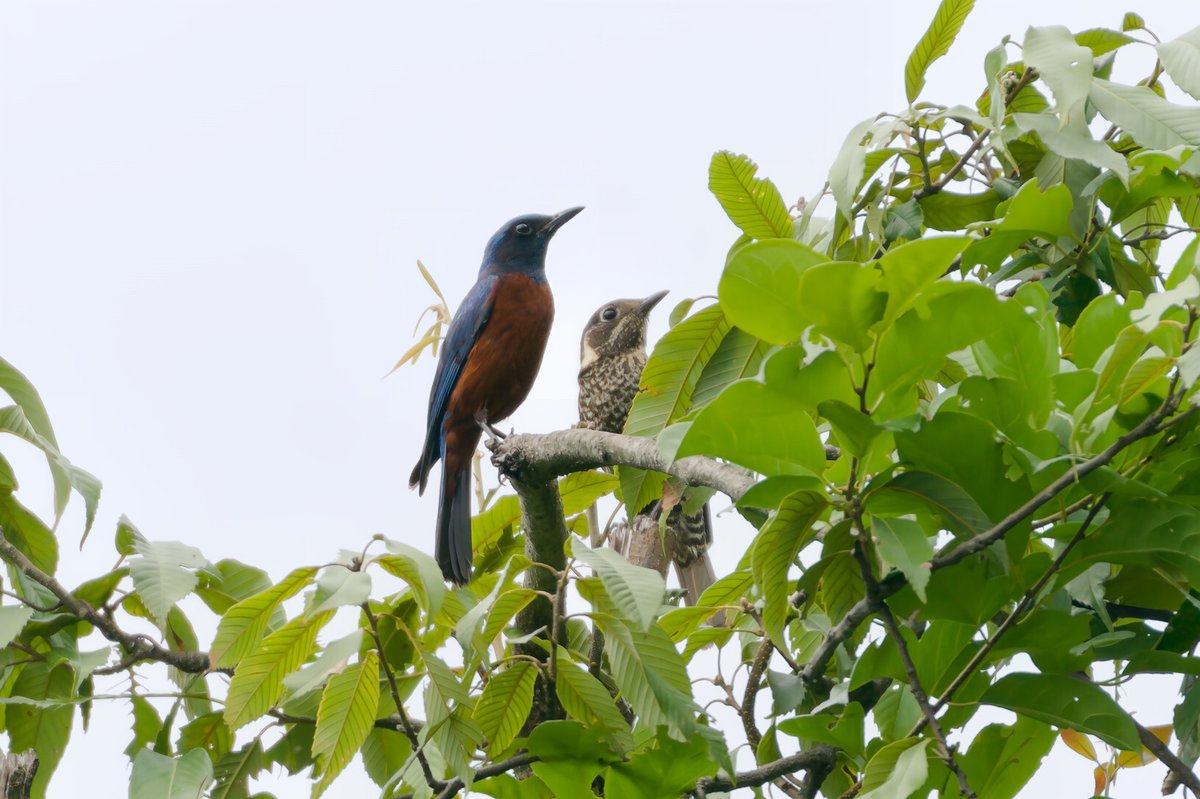 栗腹矶鸫 (Monticola rufiventris)