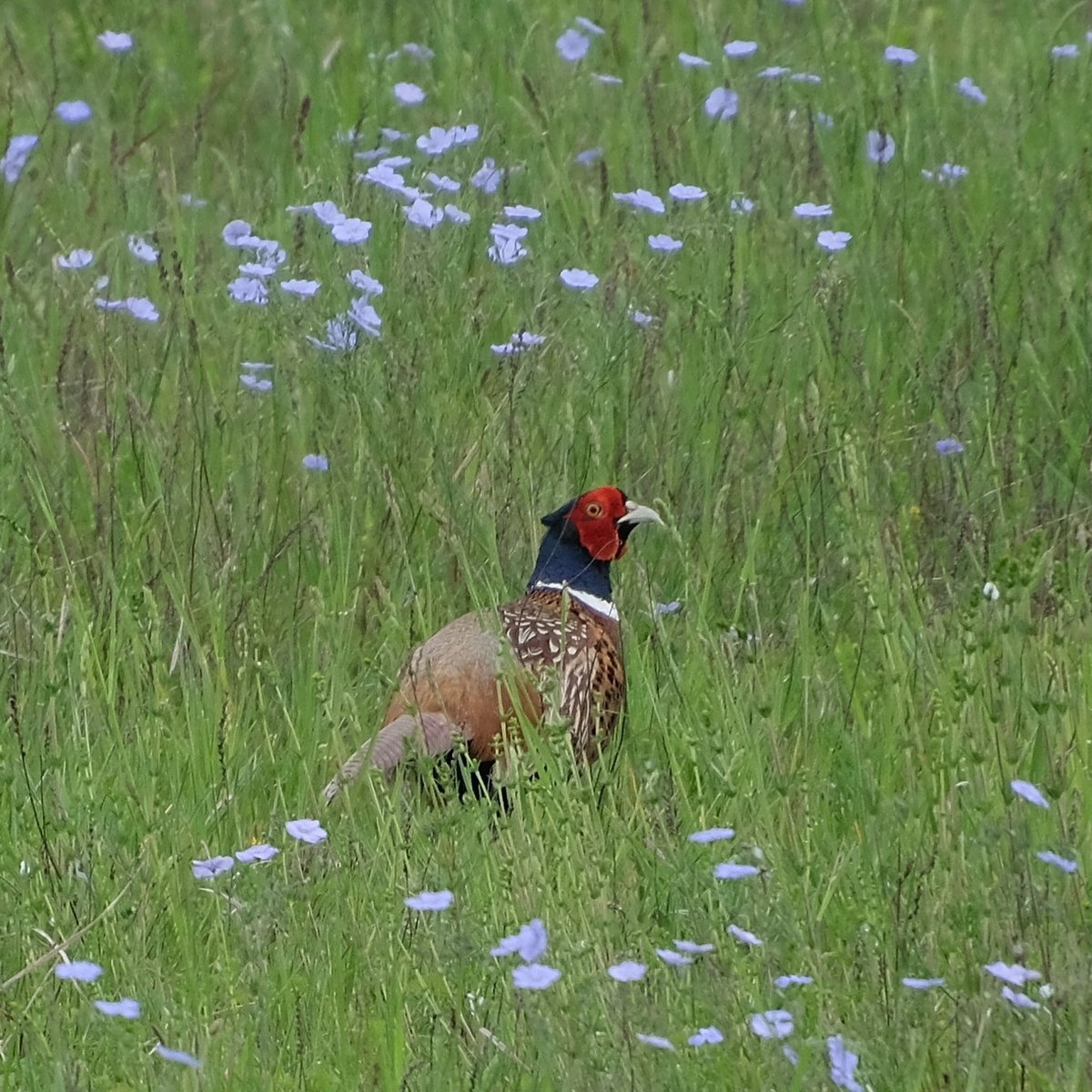 环颈雉 (Phasianus colchicus)